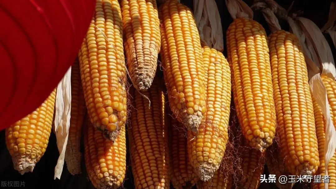 玉米周度行情：中国不买，美国玉米价格大跌